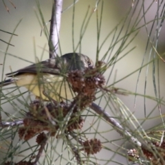 Acanthiza reguloides at Greenway, ACT - 30 Aug 2022