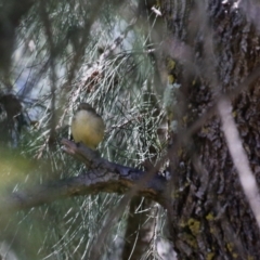 Acanthiza reguloides at Greenway, ACT - 30 Aug 2022