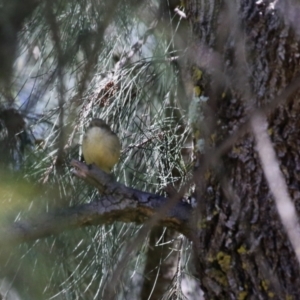 Acanthiza reguloides at Greenway, ACT - 30 Aug 2022