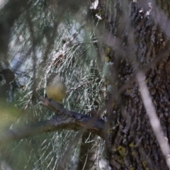 Acanthiza reguloides at Greenway, ACT - 30 Aug 2022