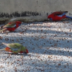 Platycercus elegans (Crimson Rosella) at Pine Island to Point Hut - 30 Aug 2022 by RodDeb