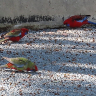 Platycercus elegans (Crimson Rosella) at Greenway, ACT - 30 Aug 2022 by RodDeb