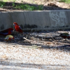 Platycercus elegans at Greenway, ACT - 30 Aug 2022