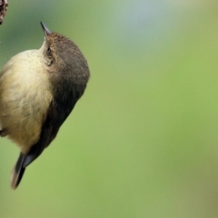 Acanthiza reguloides (Buff-rumped Thornbill) at Wodonga - 1 Sep 2022 by KylieWaldon