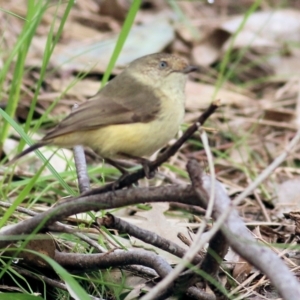 Acanthiza reguloides at West Wodonga, VIC - 1 Sep 2022 10:10 AM