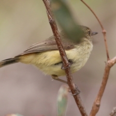 Acanthiza reguloides at West Wodonga, VIC - 1 Sep 2022 10:10 AM