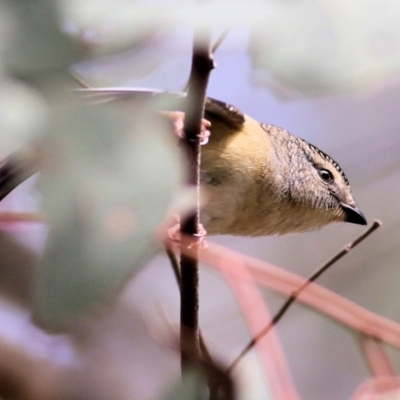 Pardalotus punctatus (Spotted Pardalote) at Wodonga - 31 Aug 2022 by KylieWaldon