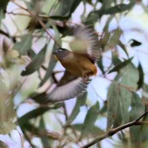 Pardalotus punctatus at West Wodonga, VIC - 1 Sep 2022 09:58 AM