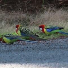 Platycercus eximius (Eastern Rosella) at Pine Island to Point Hut - 30 Aug 2022 by RodDeb