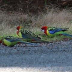 Platycercus eximius (Eastern Rosella) at Greenway, ACT - 30 Aug 2022 by RodDeb