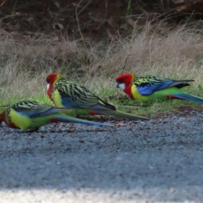 Platycercus eximius (Eastern Rosella) at Greenway, ACT - 30 Aug 2022 by RodDeb