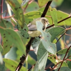 Smicrornis brevirostris (Weebill) at Wodonga - 1 Sep 2022 by KylieWaldon