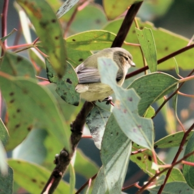 Smicrornis brevirostris (Weebill) at Federation Hill - 1 Sep 2022 by KylieWaldon