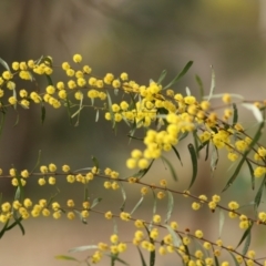 Acacia verniciflua (Varnish Wattle) at West Wodonga, VIC - 31 Aug 2022 by KylieWaldon