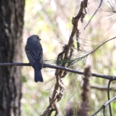 Pachycephala pectoralis (Golden Whistler) at Greenway, ACT - 30 Aug 2022 by RodDeb