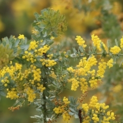 Acacia baileyana (Cootamundra Wattle, Golden Mimosa) at West Wodonga, VIC - 1 Sep 2022 by KylieWaldon