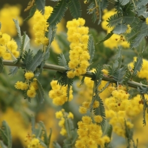 Acacia baileyana at West Wodonga, VIC - 1 Sep 2022