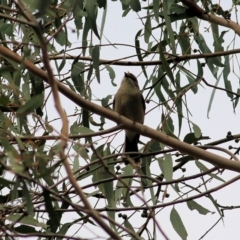 Pachycephala pectoralis (Golden Whistler) at West Wodonga, VIC - 1 Sep 2022 by KylieWaldon