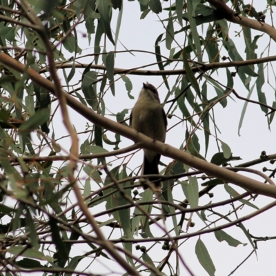 Pachycephala pectoralis (Golden Whistler) at Federation Hill - 31 Aug 2022 by KylieWaldon