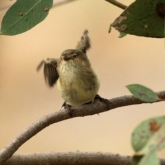 Smicrornis brevirostris (Weebill) at West Wodonga, VIC - 1 Sep 2022 by KylieWaldon