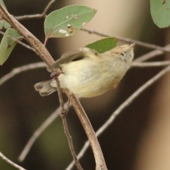 Smicrornis brevirostris at West Wodonga, VIC - 1 Sep 2022