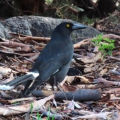 Strepera graculina (Pied Currawong) at Greenway, ACT - 30 Aug 2022 by RodDeb