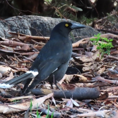 Strepera graculina (Pied Currawong) at Pine Island to Point Hut - 30 Aug 2022 by RodDeb