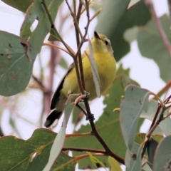 Gerygone olivacea (White-throated Gerygone) at West Wodonga, VIC - 1 Sep 2022 by KylieWaldon