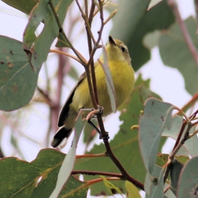 Gerygone olivacea (White-throated Gerygone) at Wodonga - 1 Sep 2022 by KylieWaldon