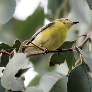 Gerygone olivacea at West Wodonga, VIC - 1 Sep 2022 10:13 AM