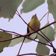 Gerygone olivacea at West Wodonga, VIC - 1 Sep 2022 10:13 AM