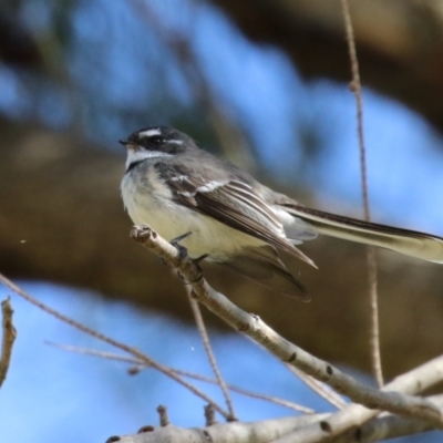 Rhipidura albiscapa (Grey Fantail) at Greenway, ACT - 30 Aug 2022 by RodDeb