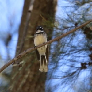 Rhipidura albiscapa at Greenway, ACT - 30 Aug 2022