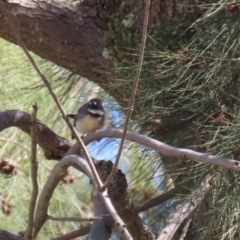 Rhipidura albiscapa at Greenway, ACT - 30 Aug 2022