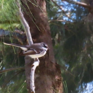 Rhipidura albiscapa at Greenway, ACT - 30 Aug 2022