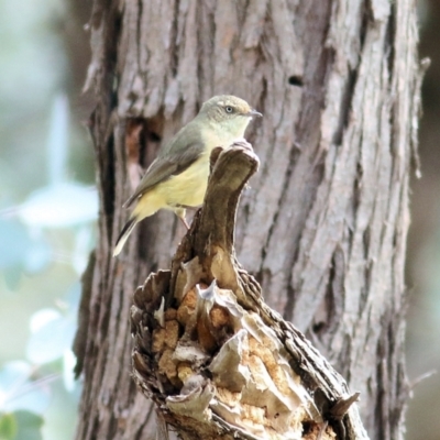 Acanthiza reguloides (Buff-rumped Thornbill) at West Wodonga, VIC - 1 Sep 2022 by KylieWaldon