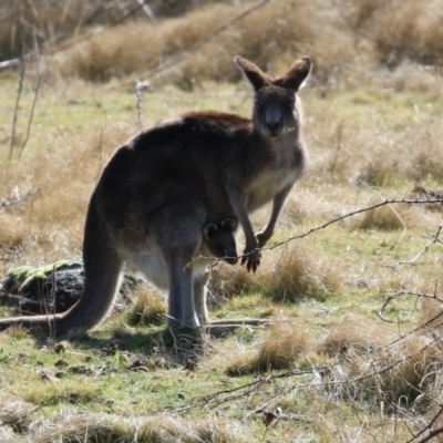 Macropus giganteus (Eastern Grey Kangaroo) at Greenway, ACT - 30 Aug 2022 by RodDeb