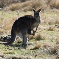 Macropus giganteus (Eastern Grey Kangaroo) at Greenway, ACT - 30 Aug 2022 by RodDeb