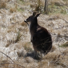 Macropus giganteus at Greenway, ACT - 30 Aug 2022 11:34 AM