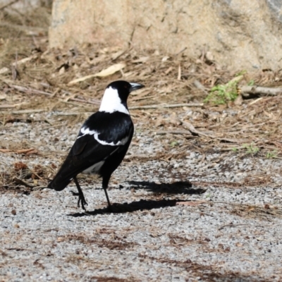 Gymnorhina tibicen (Australian Magpie) at Greenway, ACT - 30 Aug 2022 by RodDeb