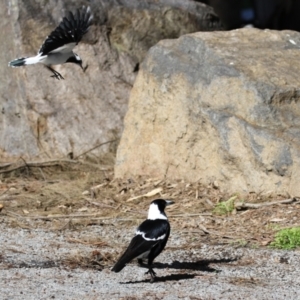 Gymnorhina tibicen at Greenway, ACT - 30 Aug 2022