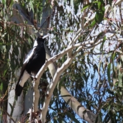 Gymnorhina tibicen at Greenway, ACT - 30 Aug 2022 12:05 PM