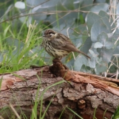 Pyrrholaemus sagittatus (Speckled Warbler) at Federation Hill - 1 Sep 2022 by KylieWaldon