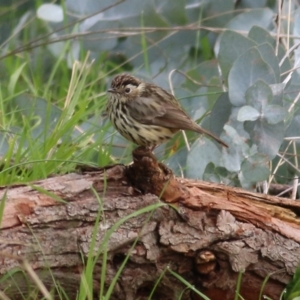 Pyrrholaemus sagittatus at West Wodonga, VIC - 1 Sep 2022