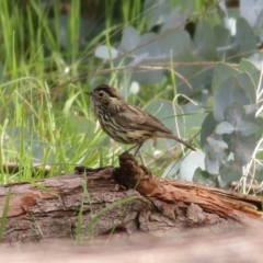 Pyrrholaemus sagittatus at West Wodonga, VIC - 1 Sep 2022