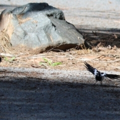 Grallina cyanoleuca (Magpie-lark) at Pine Island to Point Hut - 30 Aug 2022 by RodDeb