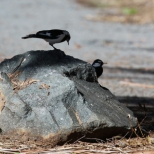 Grallina cyanoleuca at Greenway, ACT - 30 Aug 2022