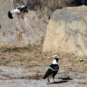 Grallina cyanoleuca at Greenway, ACT - 30 Aug 2022