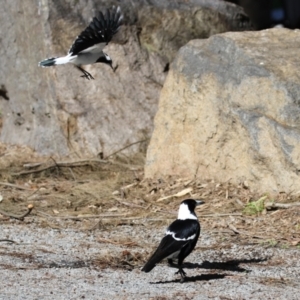 Grallina cyanoleuca at Greenway, ACT - 30 Aug 2022