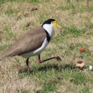 Vanellus miles at Greenway, ACT - 30 Aug 2022